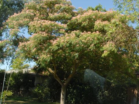 Tree with pink feathery flowers and fern-like leaves in a yard
