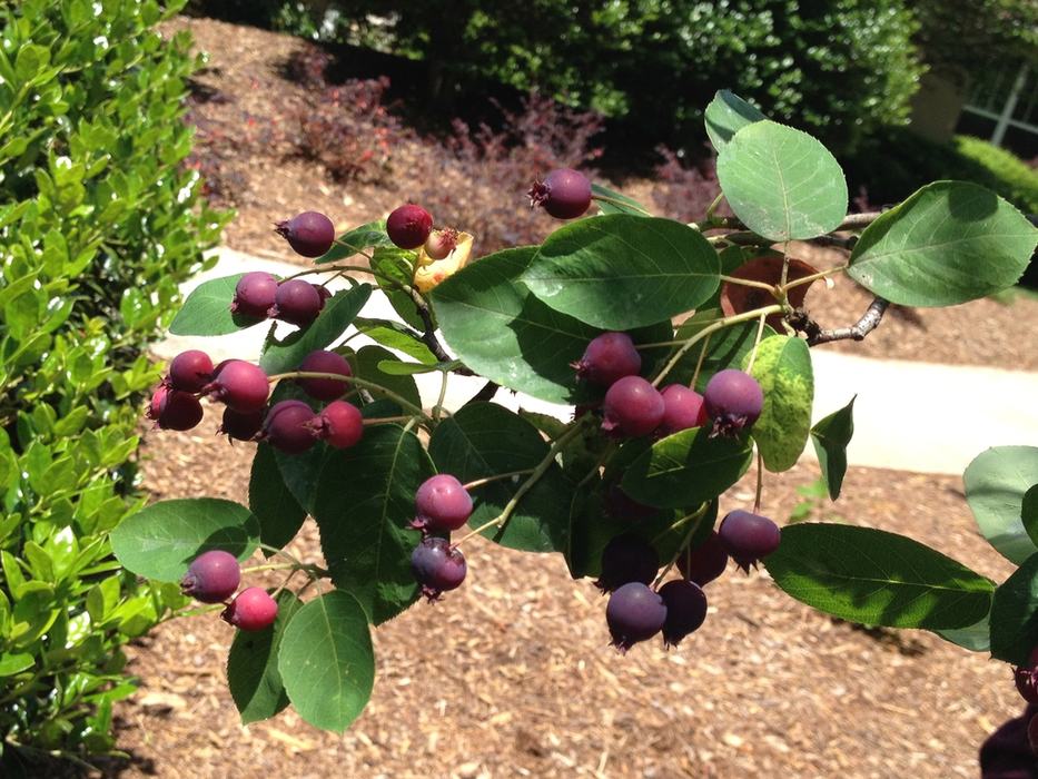 serviceberry