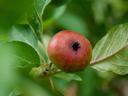 Codling moth damage on apple fruit