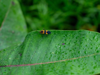Orange and black insect on a green leaf with water droplets