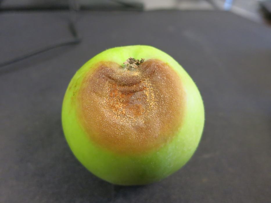 Bitter Rot on Immature apple fruit
