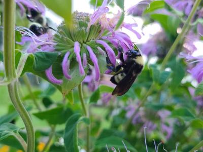 Bumblebee feeding on a purple bee balm (Monarda) flower