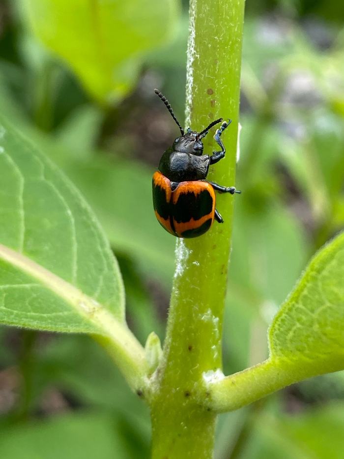 Beetle on Milkweed