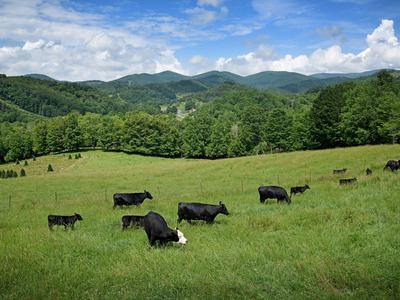 cows feeding in pasture