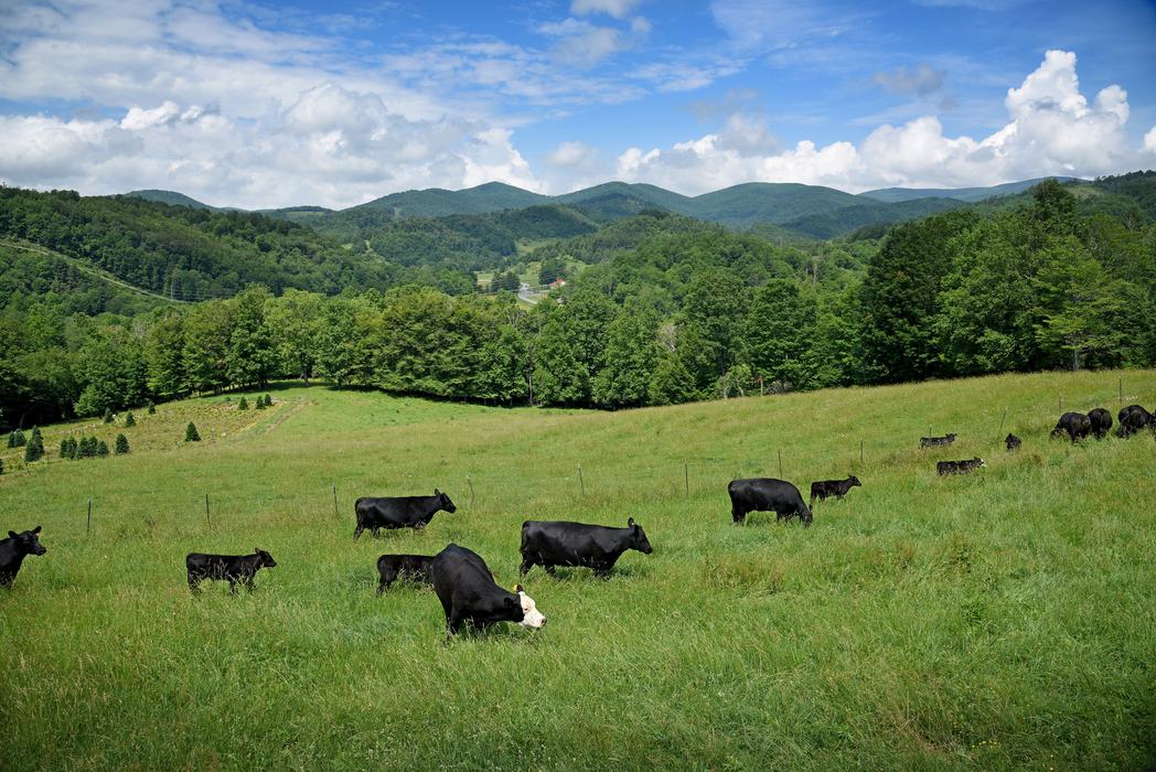 Cows grazing on a mountainside.