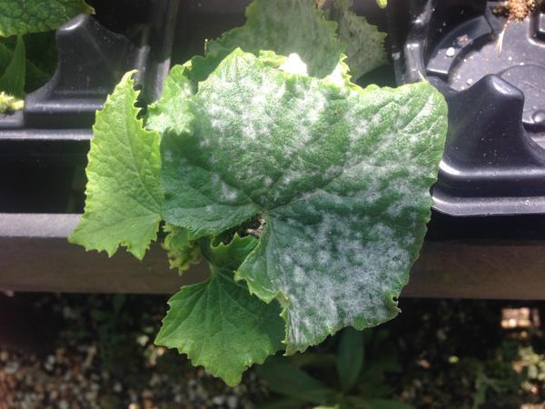 Cucumber leaf infected with powdery mildew. Dr. Lina Quesada, NC State Vegetable Pathology Lab