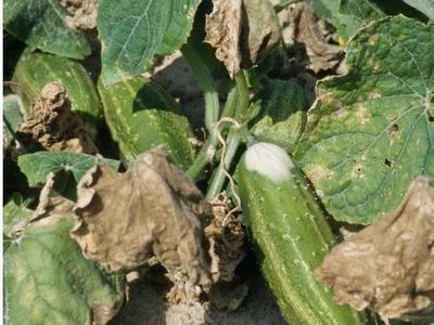 Cucumber suffering from summer heat