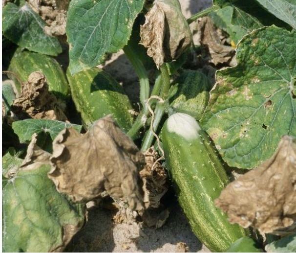 Cucumber suffering from summer heat