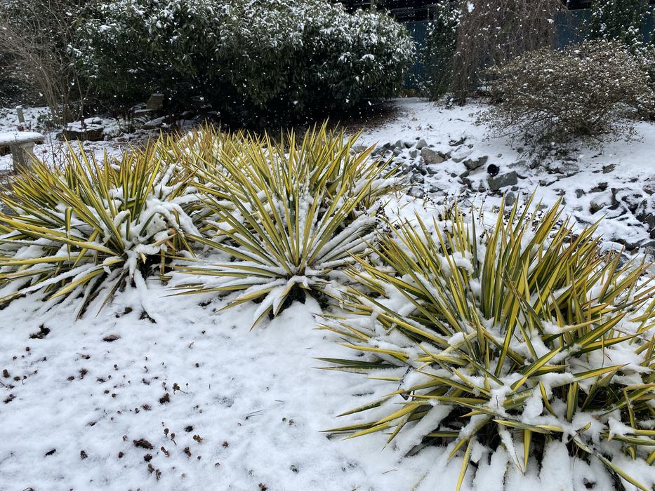 snow in a garden