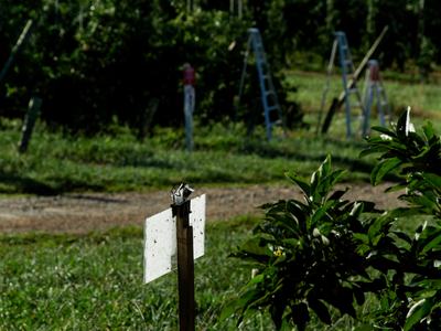 Brown marmorated stink bug trap