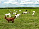 Goats grazing in field