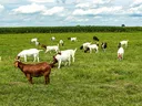 Goats grazing in field