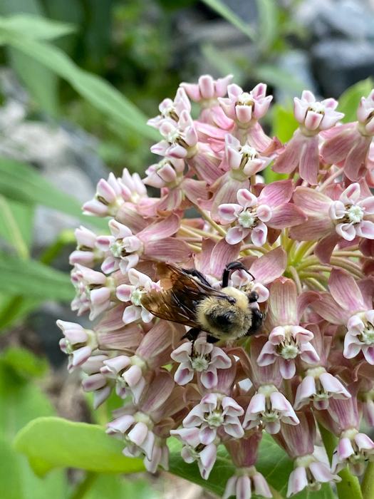 bee on a flower