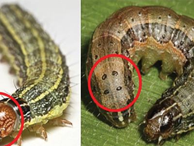 Fall Armyworm Identification_Ivan Cruz, Embrapa-CC BY-NC-SA 2.0