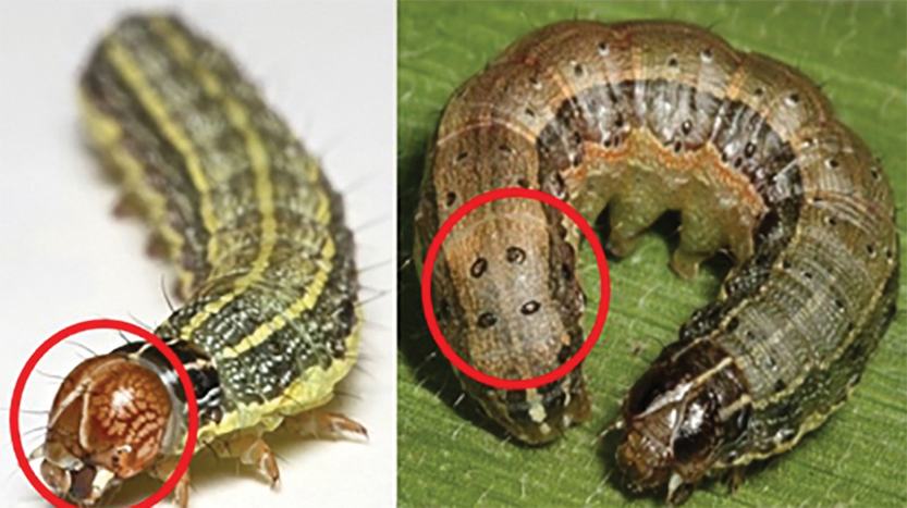 Fall Armyworm Identification_Ivan Cruz, Embrapa-CC BY-NC-SA 2.0