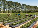 Farmworkers picking berries in a field in New Hanover County, North Carolina