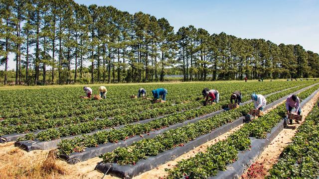 Farmworkers picking berries in a field in New Hanover County, North Carolina
