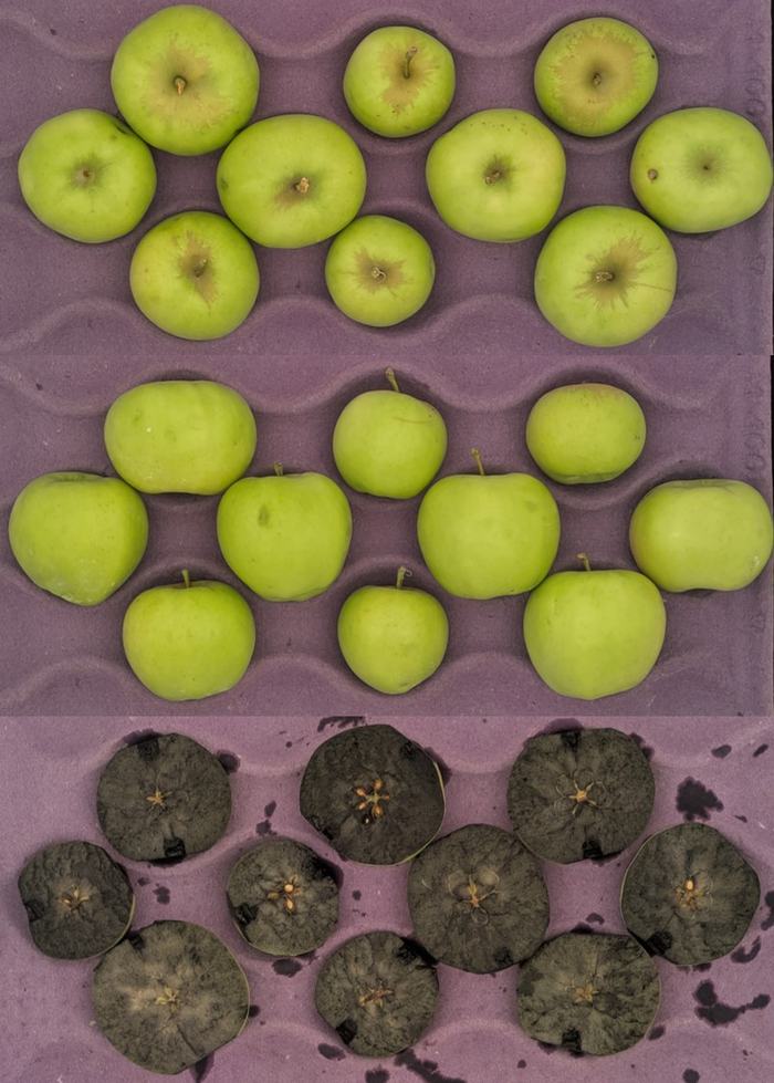 A series of images of immature Ginger Gold apples that were used in fruit maturity testing on 07.18.25