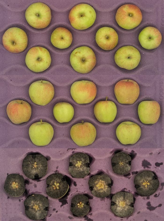A series of images of immature Gala apples that were used in fruit maturity testing on 07.18.25