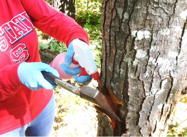 Hack-and-squirt method shown on a maple tree.