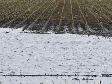 Flooded field