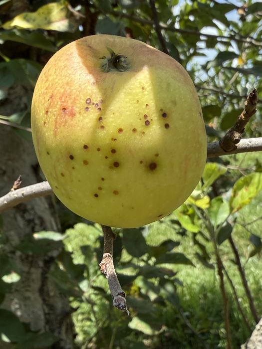 Bitter rot on fruit