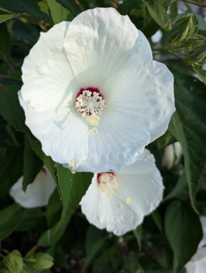 Hibiscus moscheutos flower_photo by Amanda Bratcher