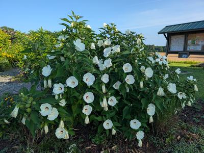 Hibiscus moscheutos shrub_Photo by Amanda Bratcher