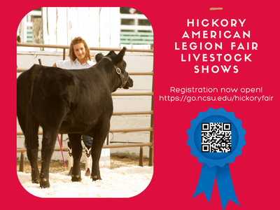 Flyer for the Hickory American Legion Fair Livestock Shows featuring a young exhibitor with a black cow; announces that registration is now open 