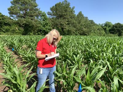 Agent in a corn field writing down data from the corn.