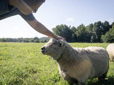 Person reaching to pet a standing sheep in a grassy pasture