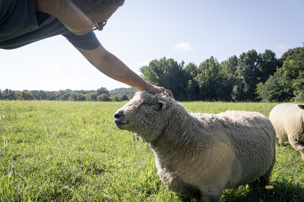 Kristi petting a sheep