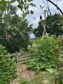A lush garden with tall green plants, flowering vines, and a wooden trellis structure, bordered by a rustic wooden fence with trees and sky in the background.