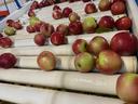Red and green apples on white roller conveyor belt