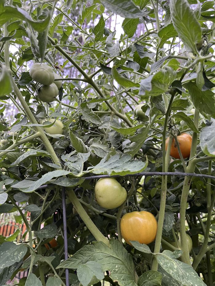 Tomato plant with fruit