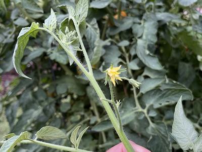 Hand holding a tomato plant stem with a small yellow flower and green leaves