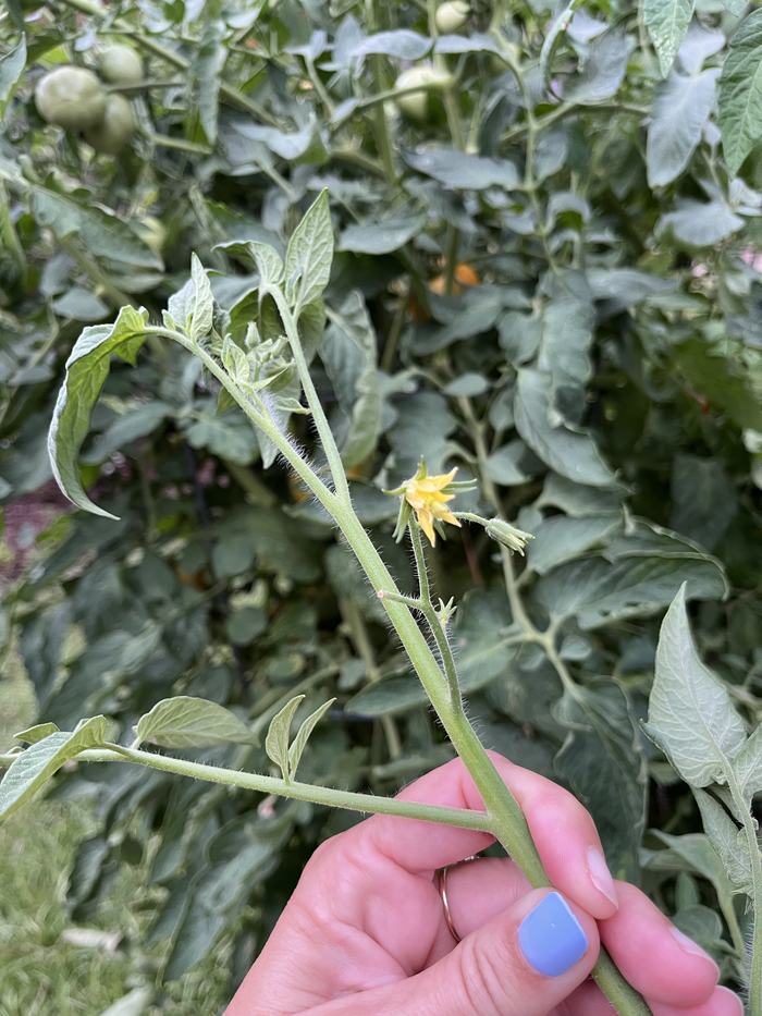 Tomato blossom