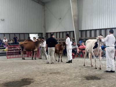 Cattle being shown by handlers in white coats inside an indoor exhibition barn