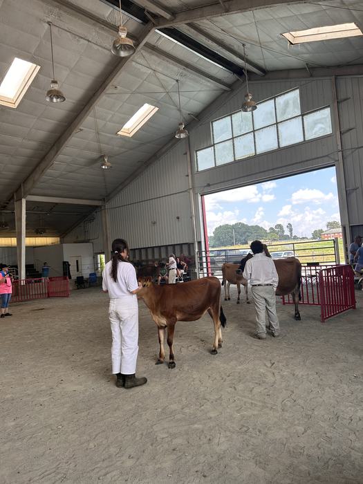 Youth participants in white attire lead dairy calves inside a livestock show barn, with spectators seated in the background.