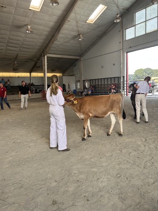 A young exhibitor presents a light brown dairy calf while another participant stands nearby with a black calf during a livestock show in an indoor arena.        Ask ChatGPT