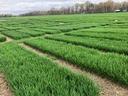 Wheat variety trial plots with uniform green growth in neatly organized rows, likely for agricultural research or yield testing.