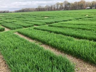 Wheat variety trial plots with uniform green growth in neatly organized rows, likely for agricultural research or yield testing.
