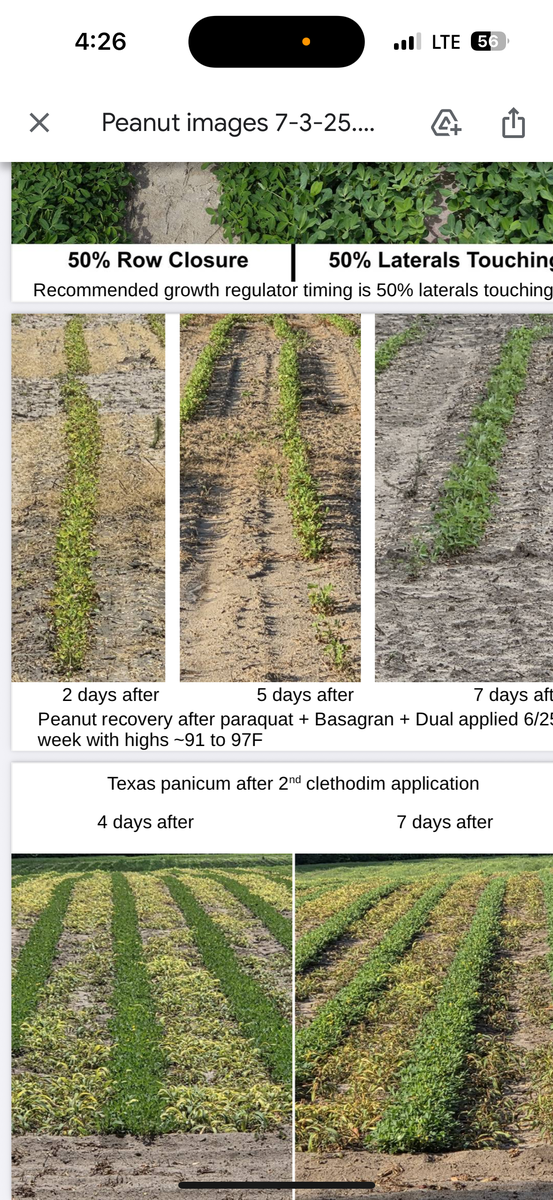 Peanut recovery after paraquat, 2 days, 5 days and 7 days after. Showing growth and increased greening.