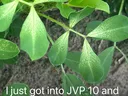 Light spots beginning at the base of the plants leaf.