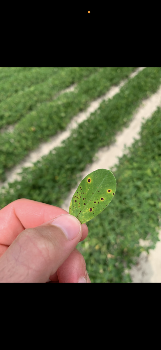 Dark brown spots surrounded by yellowing.