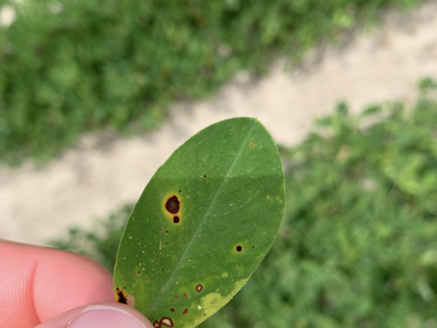 Dark brown spots surrounded by yellowing on a leaf.