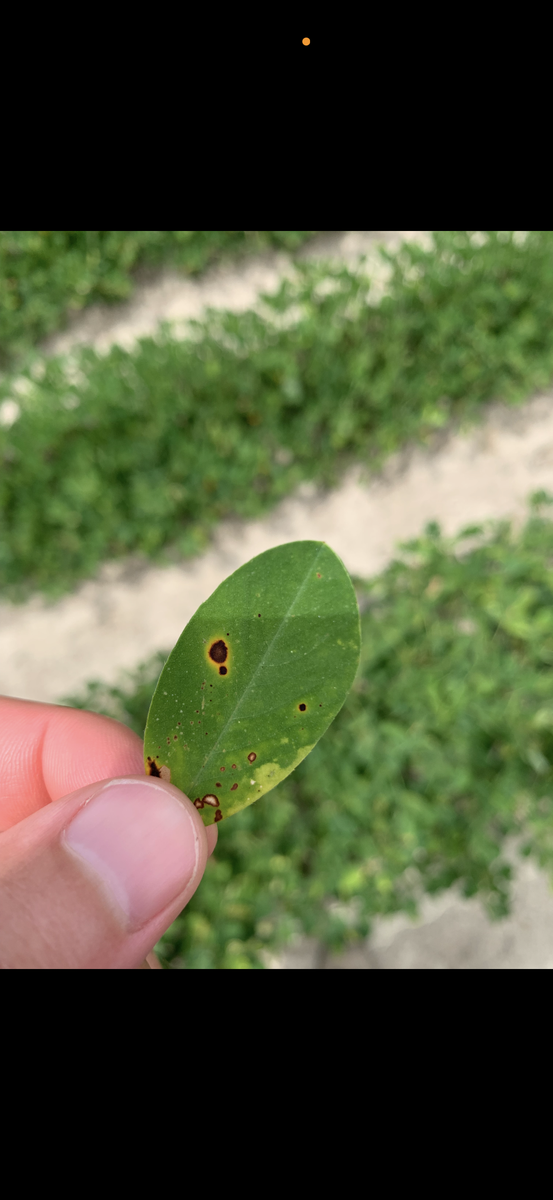 Dark brown spots surrounded by yellowing on a leaf.