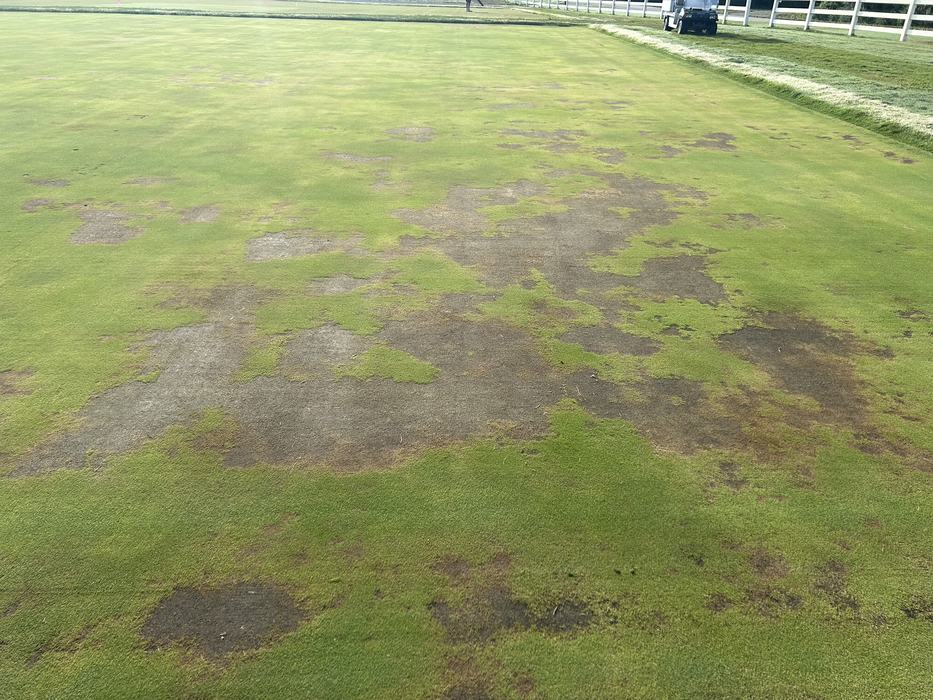 Grass field with large irregular brown and bare patches across the turf