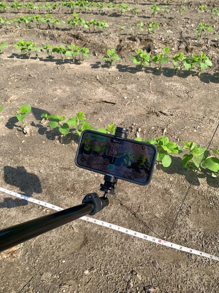 Image shows phone capturing data from soybean field.