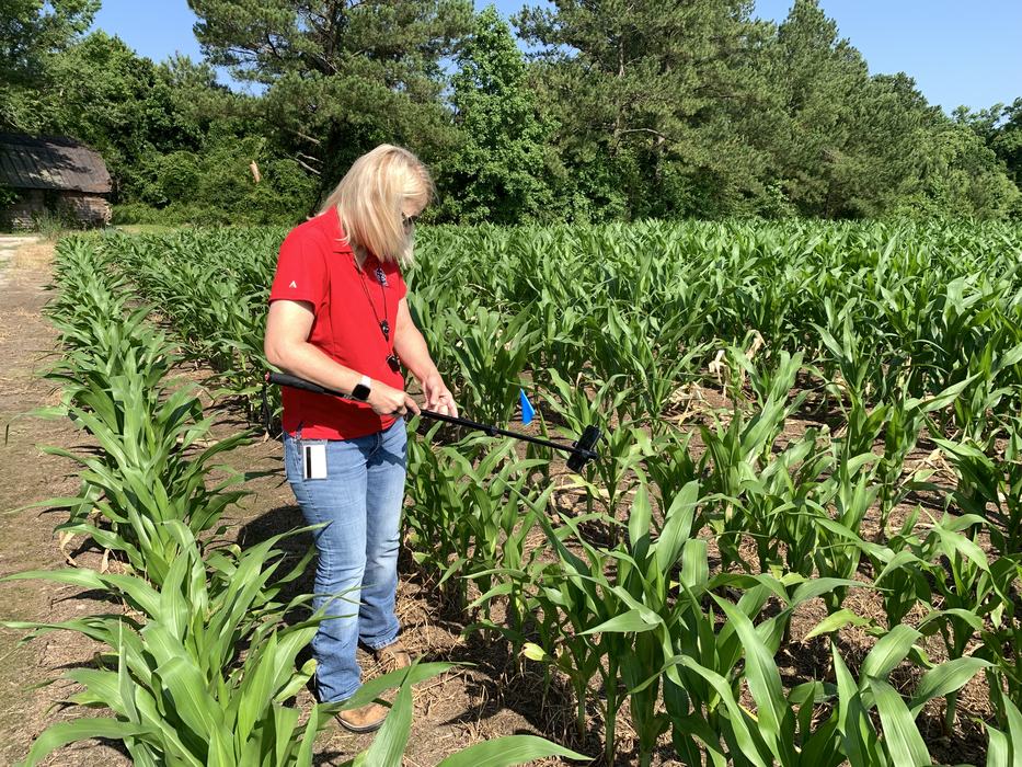 Image features Melissa Huffman gathering data on corn using AI technology